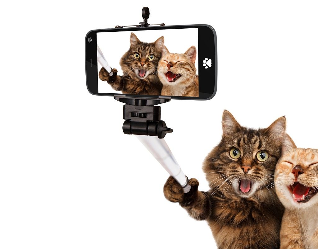 cats, smartphone, selfie-5966028.jpg